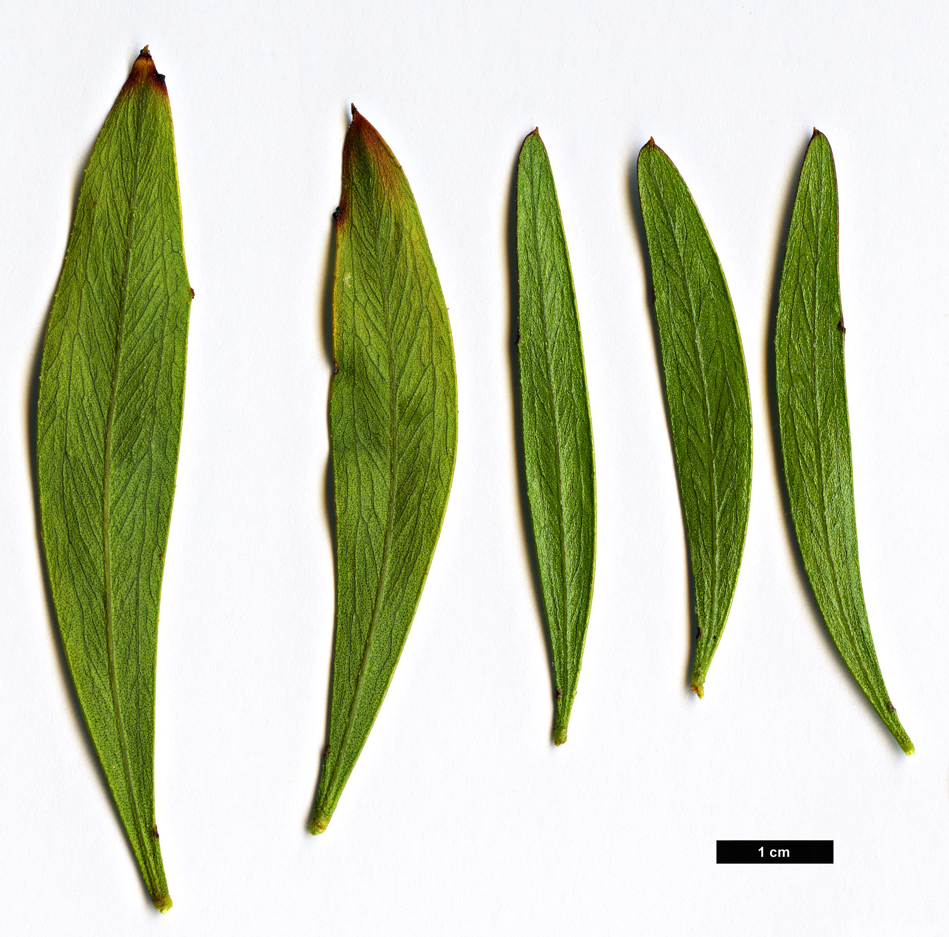 High resolution image: Family: Fabaceae - Genus: Acacia - Taxon: dodonaeifolia